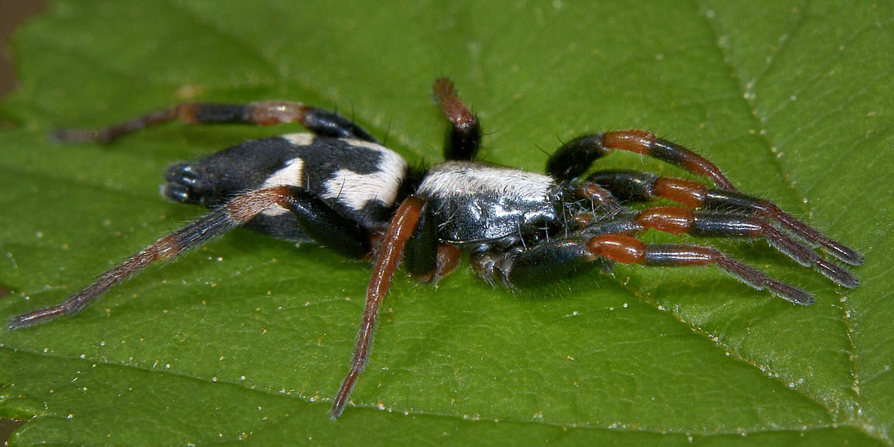 Kishidaia conspicua - Monte Cuneo, Avigliana (TO)